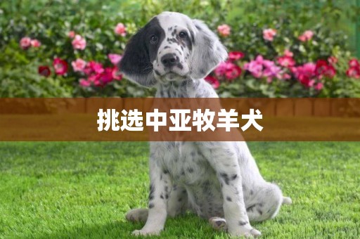 挑选中亚牧羊犬